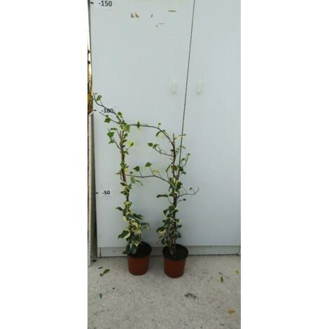 PIANTA DI EDERA VARIEGATA  FOGLIA LARGA ALTEZZA 60/80 cm (foto reale) IN VASO.