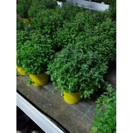 N. 2  PIANTE AROMATICHE DI MAGGIORANA in vaso 14 cm (foto reali)