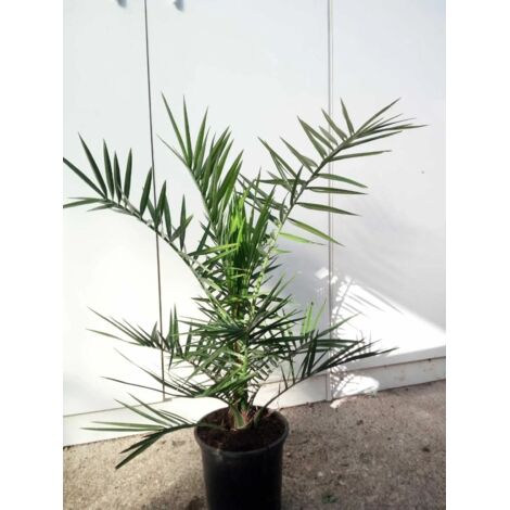PIANTA DI PHOENIX CANARIENSIS  PALMA DELLE CANARIE VASO 22 CM   (foto reali)