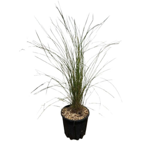 Mini Bonsai Testa D'Erba - Giocattolo Educativo Che Cresce, Con Vassoio E Spruzzino, Per Bambini E Decorazione