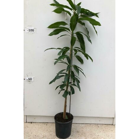 foto reali pianta PIANTA DI MELOGRANO wonderful altezza in vaso 140/150  cm 