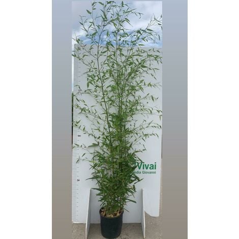 PIANTA DI BAMBU' phyllostachys aurea altezza 180 cm in vaso 24 cm