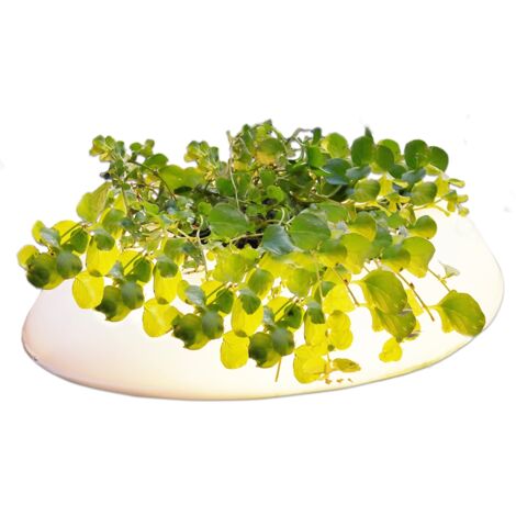 Velda Pflanzeninsel mit LED Floating Pont Light 123507 "Restposten"