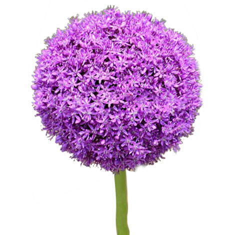 Graines de Fleurs Allium Géant Pourpre - 100 Graines pour Jardin, Balcon et Pelouse