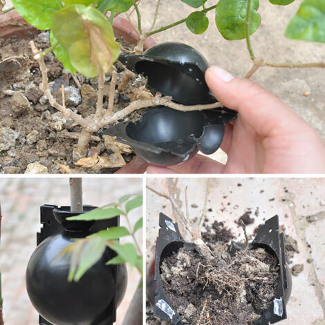 Sphere de Greffe pour Racines de Plantes (3 pièces) – Boîte de Culture avec Système Auto-Attache, Porte d'Observation et Entrée d'eau Large (1/5)