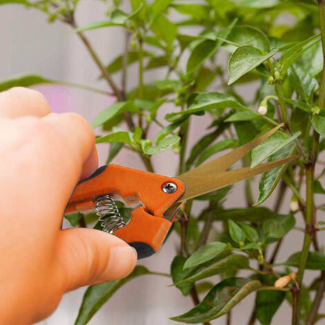 Sécateur de jardin ergonomique de haute qualité pour petites plantes avec manches anti-dérapants et lame étroite en acier inoxydable 2CR13 - Taille approximative 16.6x4.5cm/6.53x1.77in (1/5)