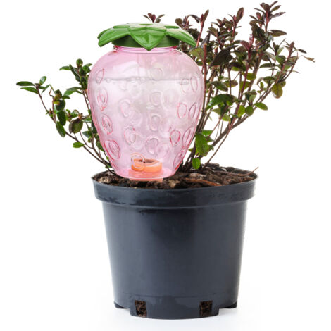 Arrosoir automatique avec globe transparent et socle en terre cuite - Modèle 500ml (Rose) (1/5)