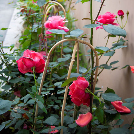 Tuteur Bamboo Série U (Hoop) avec Piquets - Support élégant pour plantes grimpantes indoor et jardin, idéal Monstera Ivy et autres fleurs, dimension ø20cm, H60cm, paquet de 2/10pcs naturel durable (1/5)