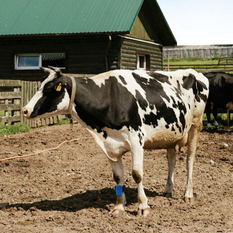 Bandes de pied pour vaches pour moniteur de santé, pack de 10, ajustables et durables, matériau plastique premium (1/5)