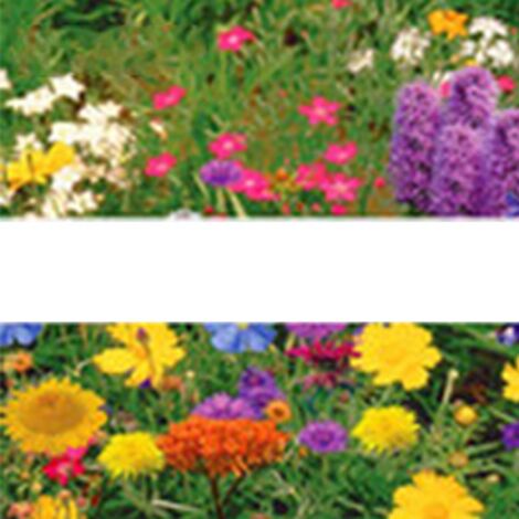 Graines de Roses Colorées Lot de 200 Bonsai Pot Taux Germination Elevé Décoration Balcon & Jardins (1/5)