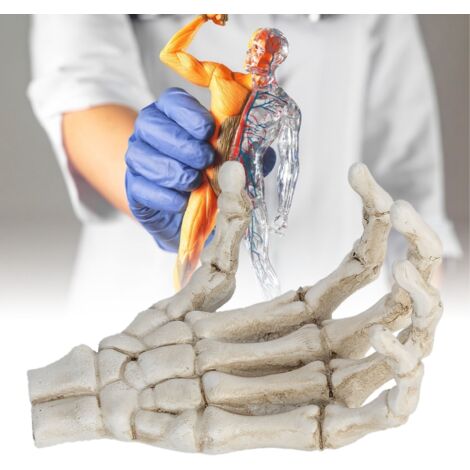 Main Squette de Halloween Outil d'enseignement pour Décor et Support téléphone Haute Résistance Plastique Modèle Anatomique de Main Humaine (1/5)