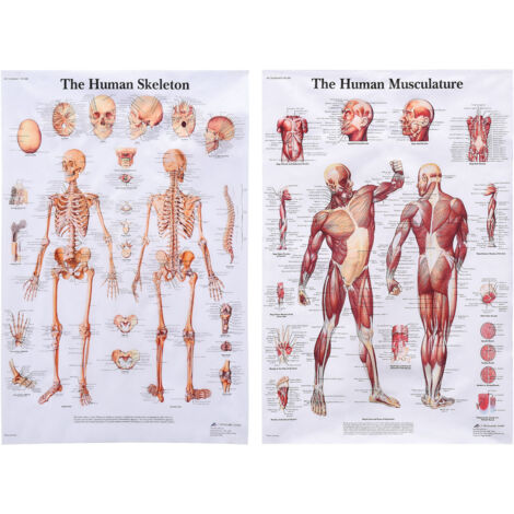 Anatomie Poster Médical [Oil Canvas] 68cm x 45cm, Multicolor, Livré en Paquet de 2 Posters [1 + 1] (1/5)