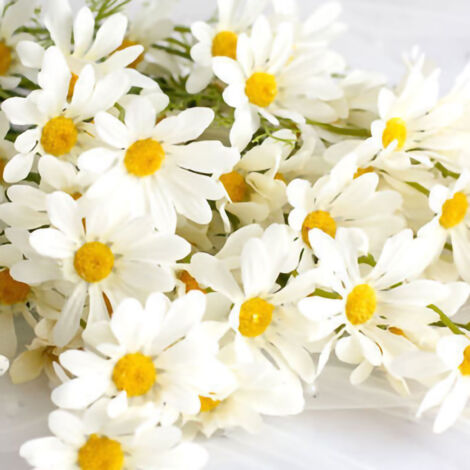 [Bouquet de fleurs artificielles] Daisy Collection - Fleurs artificielles décoratives Milieu Blanc pour maison, bureau (10 pièces, plastique résistant) (1/5)