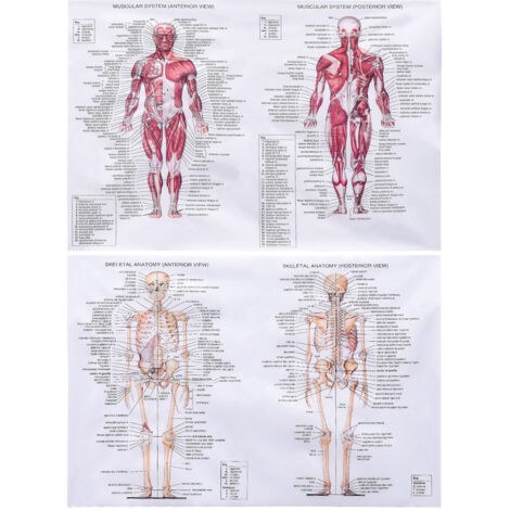 Anatomie Poster [Oil Canvas] 18x27inch Multicolor Système du Corps Humain (1/5)