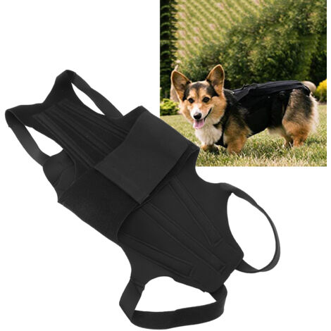 [Attelle dorsale pour chiens] [Polyester haute rigidité] [Soutien lombaire flexible pour marche quotidienne] (1/5)