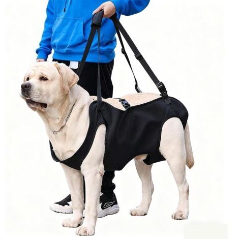 Harnais de Levage/Transport pour Chien, Harnais de Levage pour Chien, Harnais Chien de Levage, Support Sécurité Jambe Arrière, pour Chiens Âgés, Blessures Articulaires, Arthrite (M)