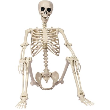 squelette humain d'Halloween de 40 cm avec articulations mobiles, modèle de squelette en plastique simulant une scène debout