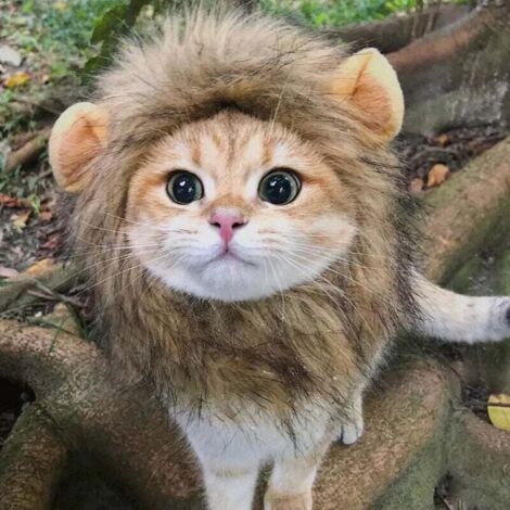 Perruque de crinière de lion pour chien et chat Costume Pet Réglable Lavable Confortable Fantaisie Poils de Lion Chien Vêtements Robe pour Halloween Noël Pâques Festival Fête Activité
