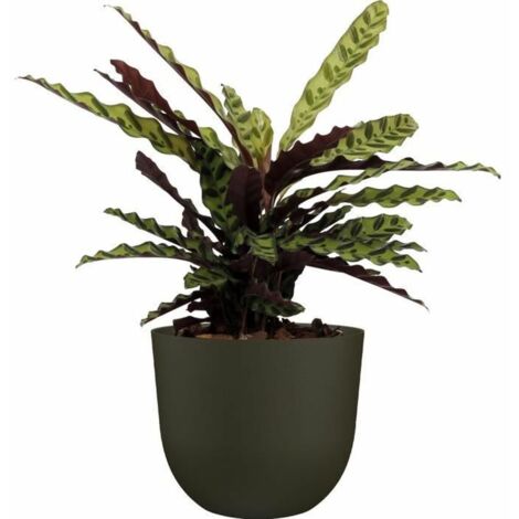 Vaso Havana Naturale Diametro 40 cm - Verde Muschio (1/3)