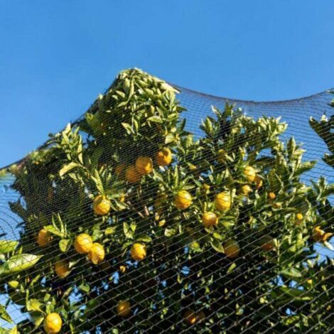 Filet anti-oiseaux, 15 m x 15 m – Fil de nylon tressé résistant aux UV – Protège les arbres fruitiers et les potagers – Maille : 5 cm x 5 cm (1/3)