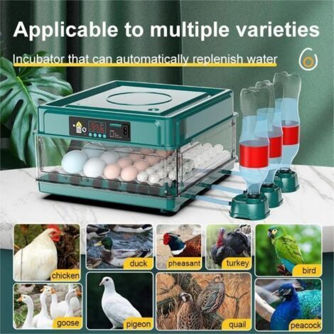 Incubateur automatisé 12 œufs – Retournement automatique des œufs et ajout d'eau – Contrôle de l'humidité – Système de ventilation intégré