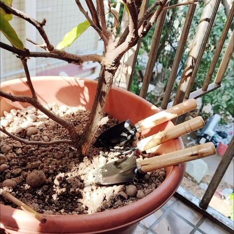 CSPARKV 3-teiliges Gartenwerkzeug-Set, Mini-Schaufel, Rechen und Spaten, Holzgriff, Gartenwerkzeug-Set zum Pflanzen von Blumen, Umpflanzen, Auflockern von Erde (1/5)