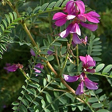 Indigotier heterantha 'Gerardiana' - 40-60 cm pot (1/5)