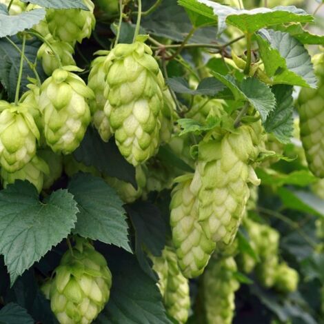 4 x Houblon doré - Humulus lupulus 'Magnum' - godet 9x9 cm