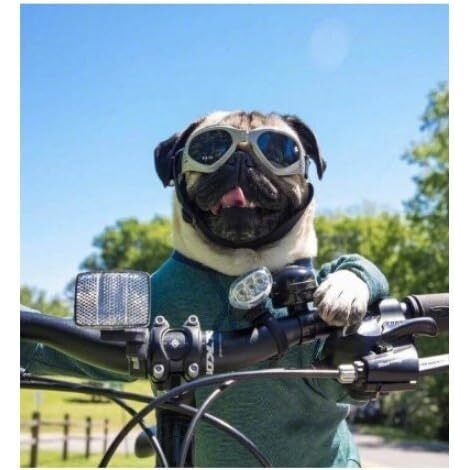 Lunettes pliables pour animaux de compagnie Protection contre le vent et les UV, lunettes recommandées par les vétérinaires Blanc