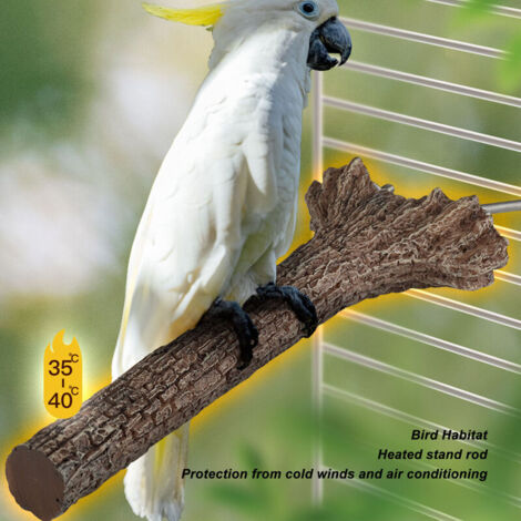 Image showcasing What Temperature Should I Maintain Around My Bird's Cage? - A ...