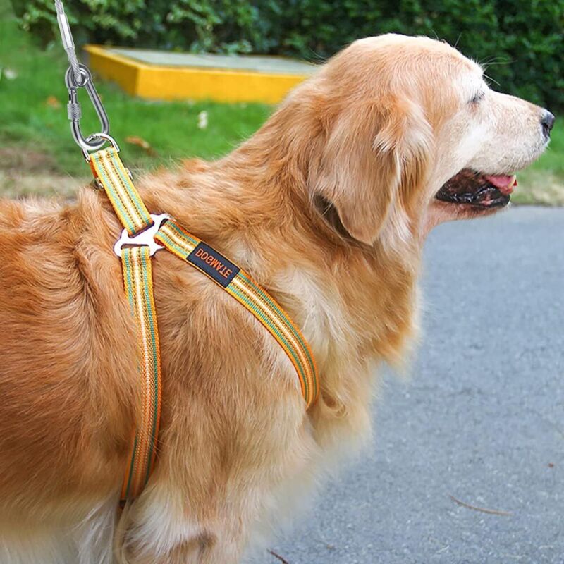 Câble D'Attache Pour Chien – Système De Chariot Portable Pour Camping, 50 Pieds (15 M), Orange