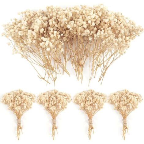 Bardusch-50 mini gypsophiles séchées +4000 fleurs blanches, déco mariage, accessoires cheveux, guirlande, vase
