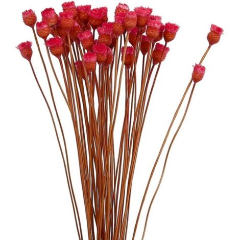 Bardusch-Bouquet 50 tiges marguerites séchées rouges, fleurs naturelles pour vase, décoration florale table