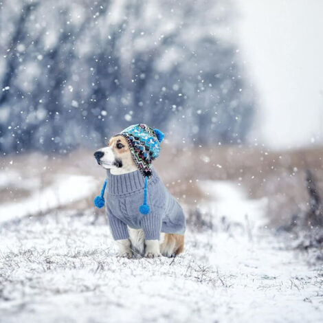 Lanyarco - Vestido de suéter de punto rosa para perro, ropa de invierno Lanyarco - Vestido de suéter de punto rosa para perro, ropa de invierno