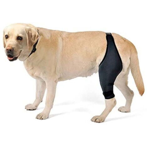 Genouillère pour chien, genouillère pour chien pour ACL, luxation de la rotule, arthrite - Maintient l'articulation au chaud, réduit la douleur, jambe droite-L (1/5)