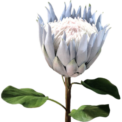 Fleur Artificielle Protéa Duvetée pour Décoration Intérieure et Accessoires Photo (1/5)
