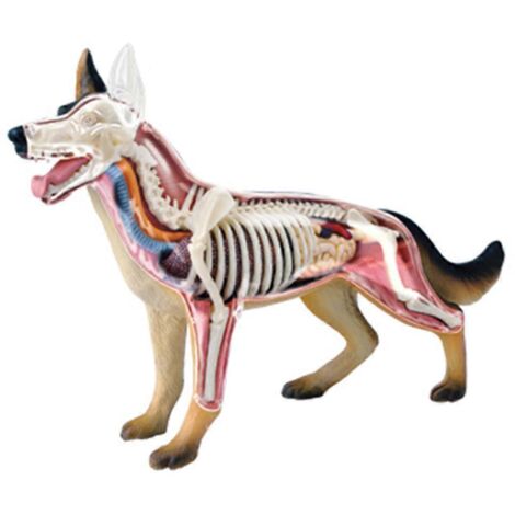 Modèle anatomique d'organes animaux 4D - Jouet d'assemblage pour développer l'intelligence du chien (1/5)