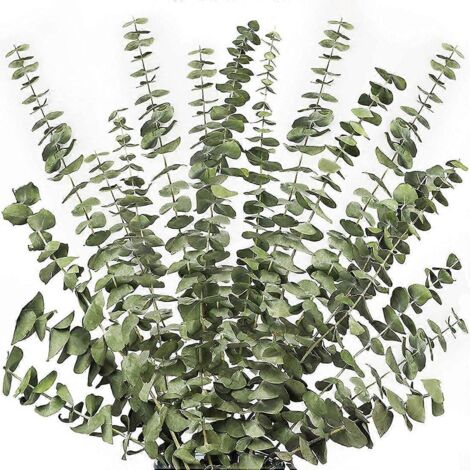 12 branches d'eucalyptus séchées, tiges vertes, 43 cm (17 pouces), 100 % naturelles.