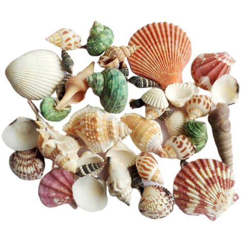 Coquillage turbo naturel de 120 g, conque marine, maison pour bernard-l'hermite, aquarium, pratique pour S (1/5)