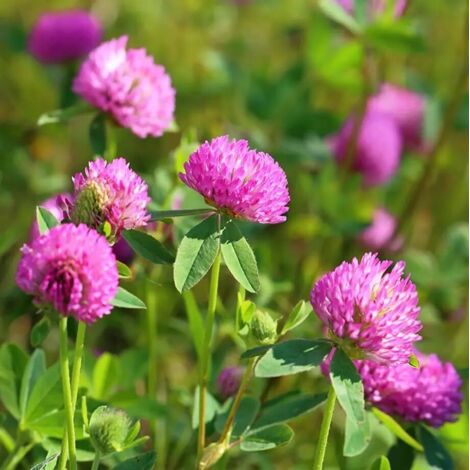 Trèfle Rouge Graines 500g – Semences Gazon Naturel 15-20 m², Engrais Vert, Jardin Écologique (1/4)