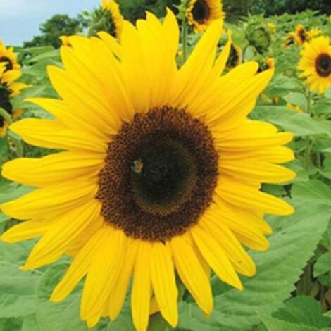 Graines de Tournesol Jaune 500 pcs – Grandes fleurs – Massifs et bouquets (1/2)