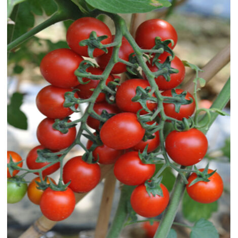 Graines de Tomate Cerise Retombante 100 pcs – Idéal balcon – Fruits sucrés (1/5)