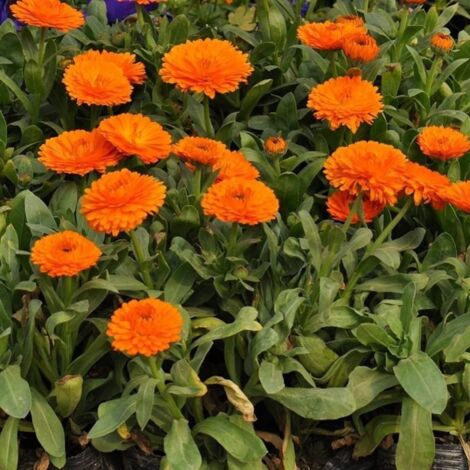 Graines de Souci (Calendula officinalis) 200 pcs – Floraison longue – Plante mellifère (1/4)