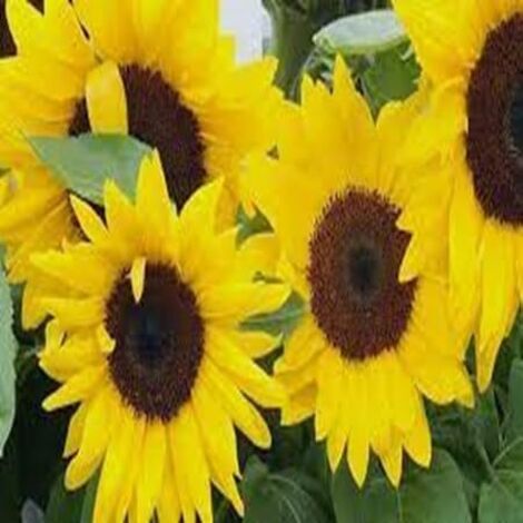 Graines de Tournesol (Helianthus annuus) 500 pcs – Grandes fleurs jaunes – Massifs (1/5)