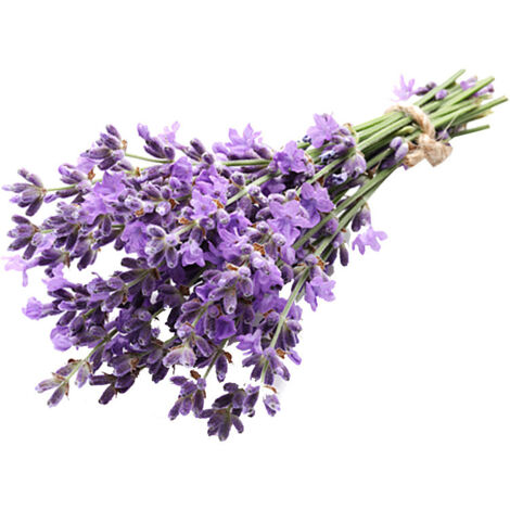 50 g de graines de lavande – Fleurs violettes, idéales pour jardin et balcon, attire abeilles et papillons, facile à cultiver (1/5)
