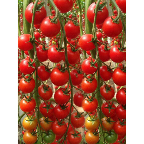 200 pièces Graines Tomate Cerise Millennium à Planter – Jardin Potager Maison, Fruits Frais et Sucrés, Haute Germination et Croissance Rapide (1/5)