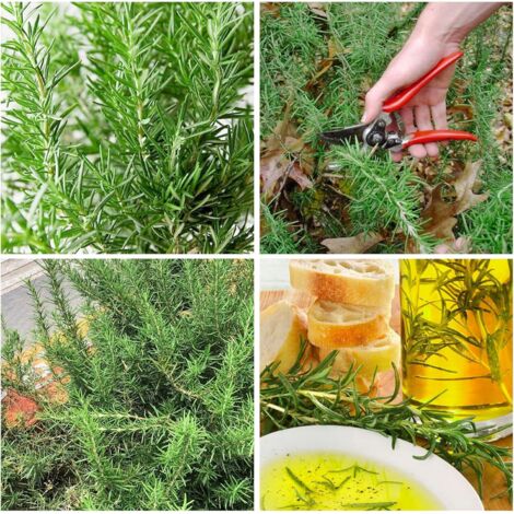 Graines de Romarin à Cultiver - Pack de 100 Graines pour Jardin Extérieur et Plantes Aromatiques (1/5)