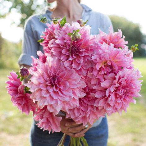 Graines de Fleurs Dahlia Otto - 222 Graines pour Jardin et Aménagement Paysager (1/5)