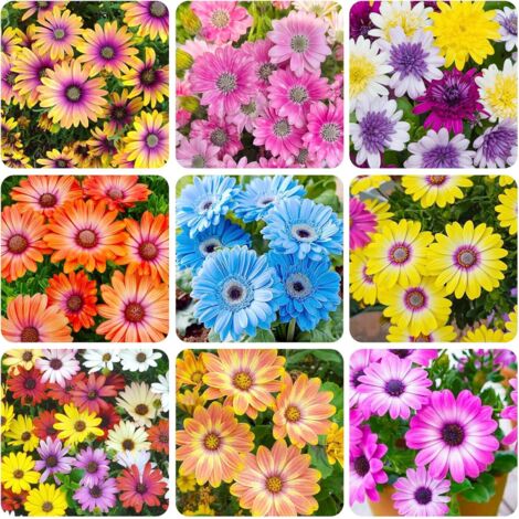 2000 Graines Daisy Vivace – Fleurs Jardin Multicolores Plantation Facile + Engrais Inclus (1/5)