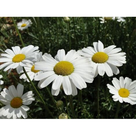 Kit Graines de Marguerites – 2000 graines – Blanc – Fleurs doubles – Avec engrais – Jardin, Balcon (1/5)